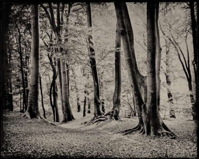 16×20″ Wet Plate Landscapes
