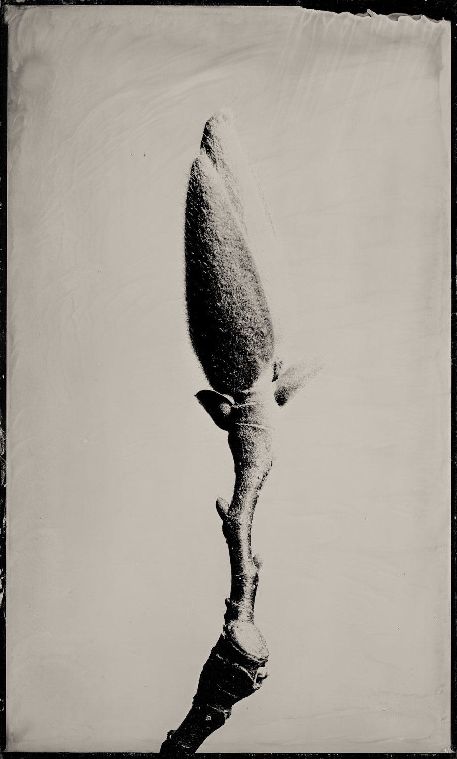 ChristianKlant_WetPlateMacro_16x20WetPlatePortraits-1